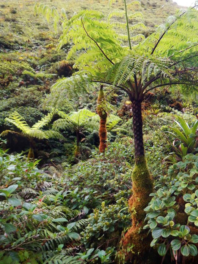 Forêt Montagne Pelée