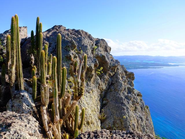 Morne Larcher Randonnée Cactus Diamant Martinique