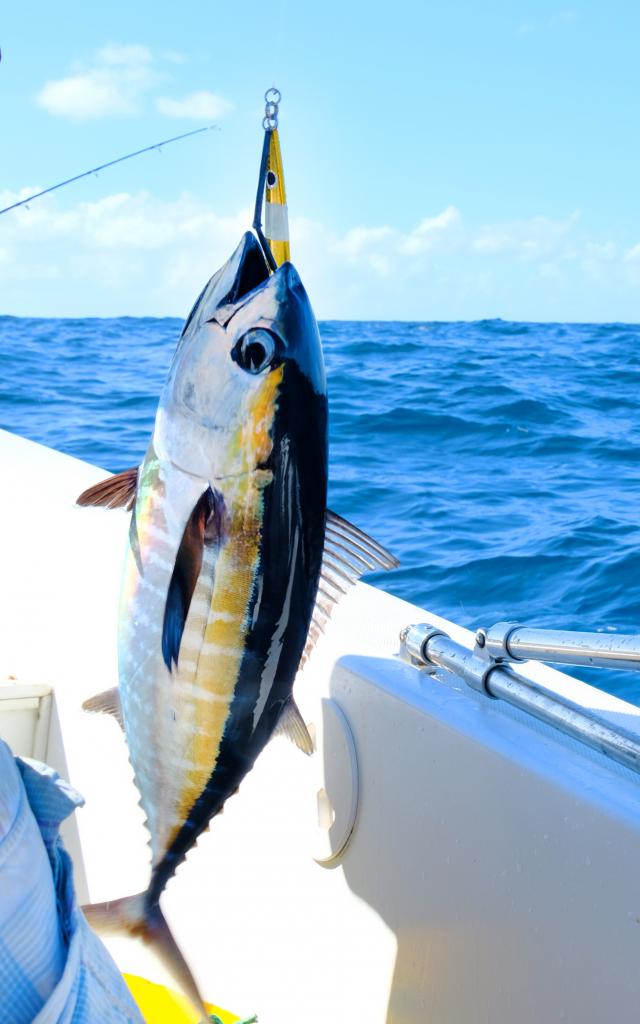 Pêche au gros Thon Caraïbe Martinique