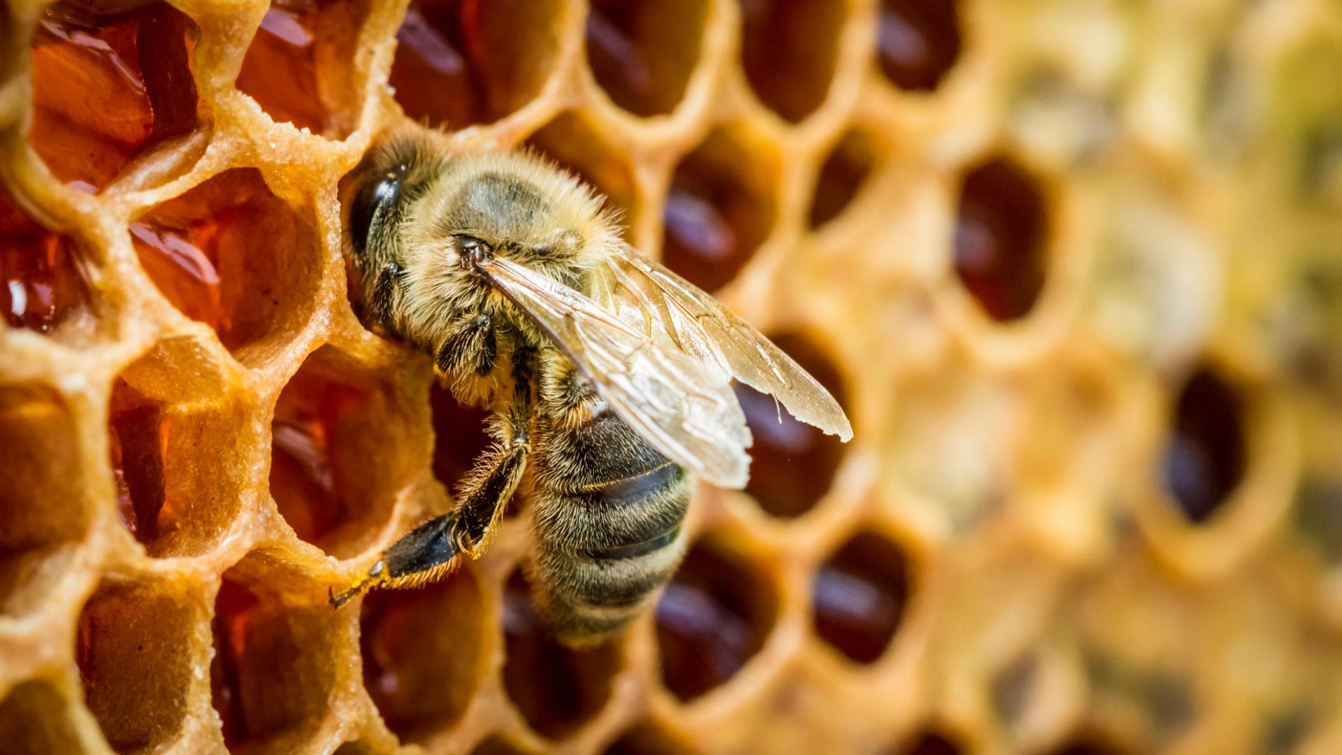 Bee Honey Cells Hive Martinique