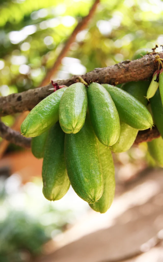 Bilimbi Cuisine créole Martinique