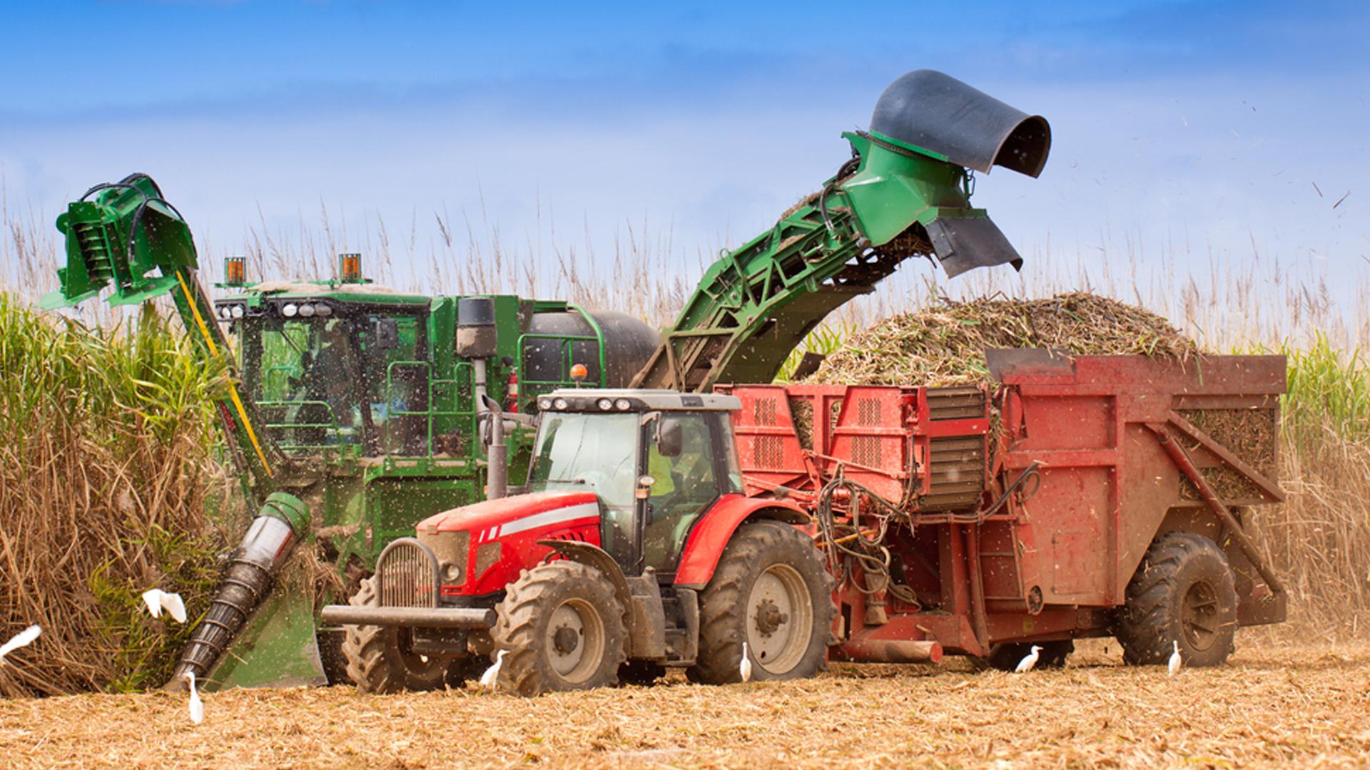 Canne à sucre Récolte Tracteur Champ Martinique