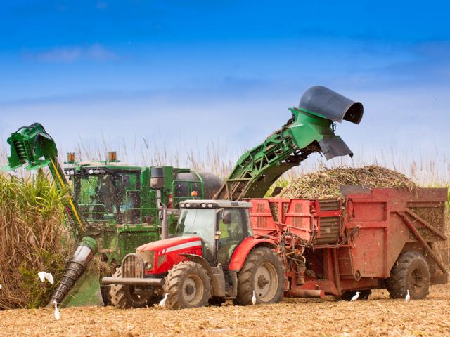 Canne à sucre Récolte Tracteur Champ Martinique