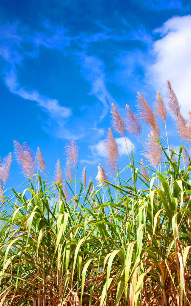 Plantation de Canne à Fleur de Canne Martinique