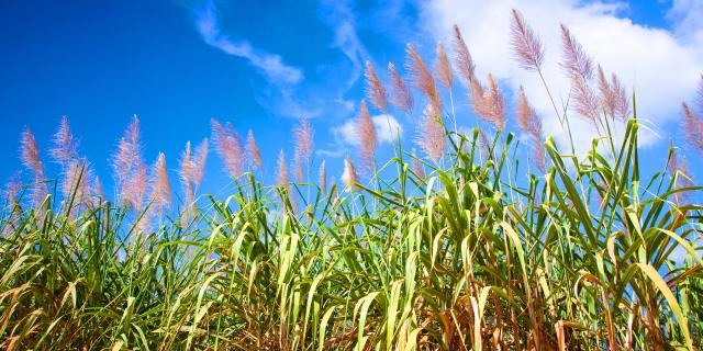 Plantation of Flowering Cane Martinique