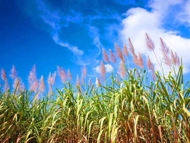 Plantation de Canne à Fleur de Canne Martinique