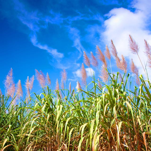 Plantation of Flowering Cane Martinique