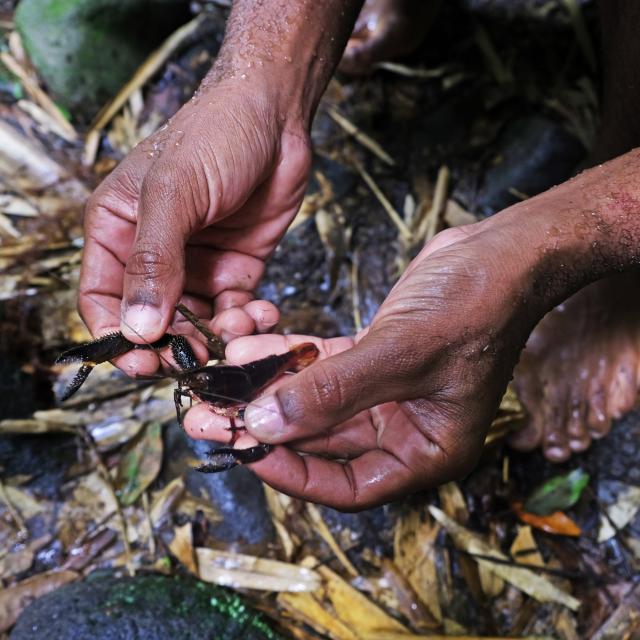 Écrevisse Rivière Carbet Martinique