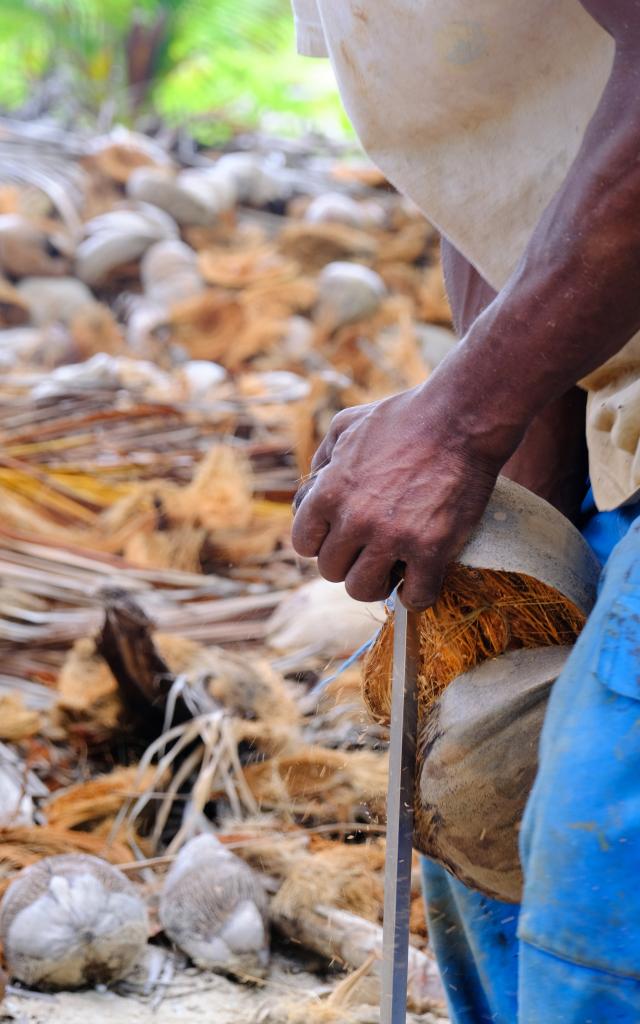 Épluchage Noix de coco Vauclin Martinique