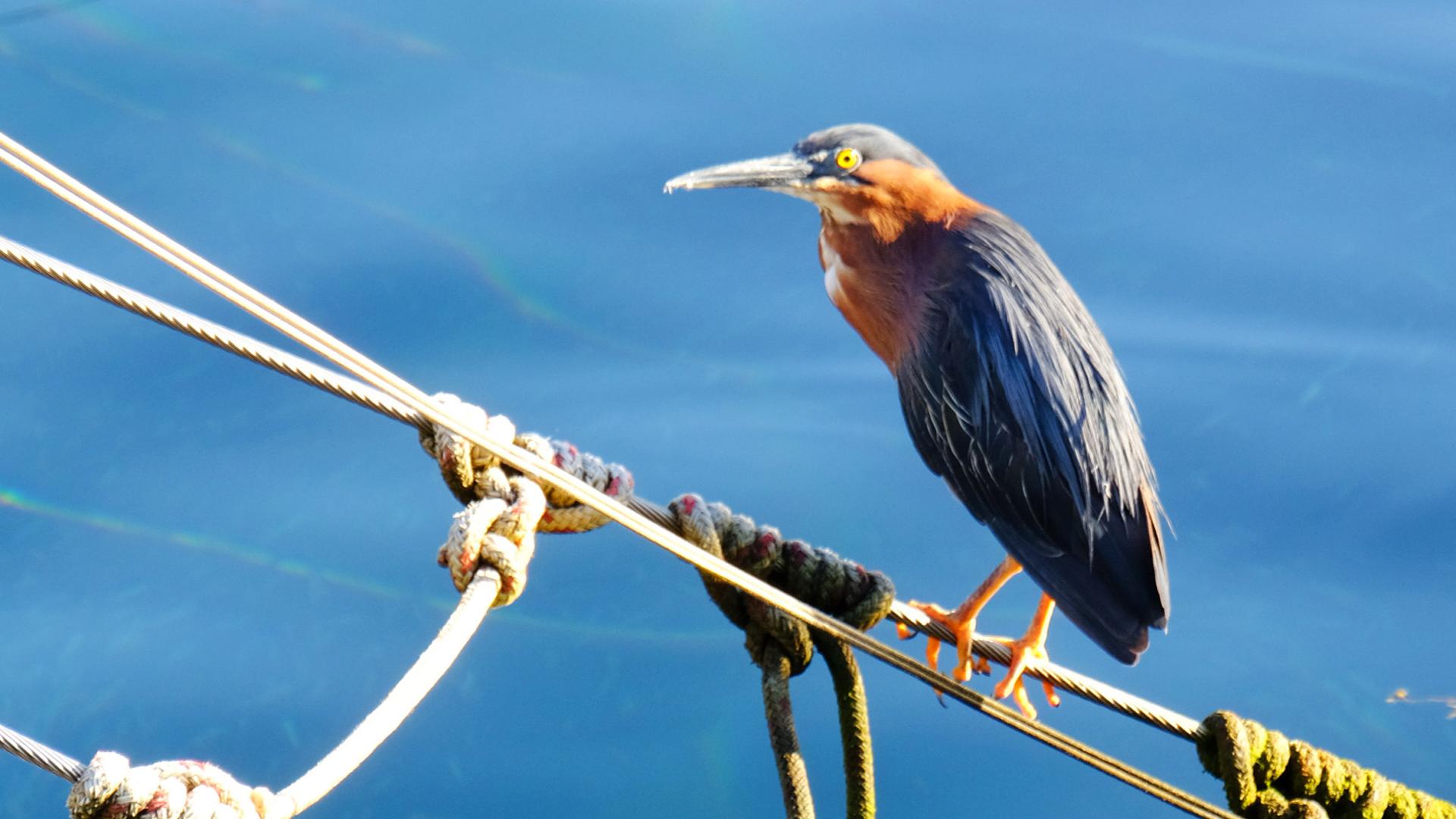 Kayali Bird Ecology Case-Pilote Martinique