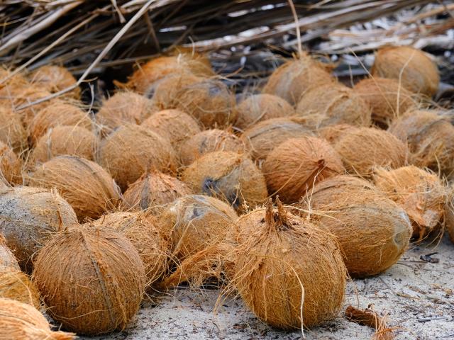 Noix de coco Plage Vauclin Martinique