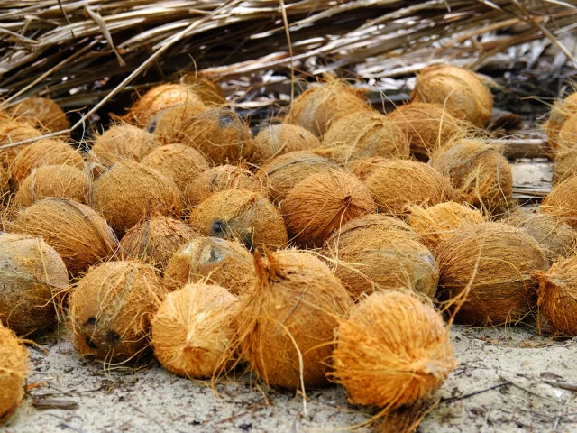 Noix de coco Vauclin Martinique