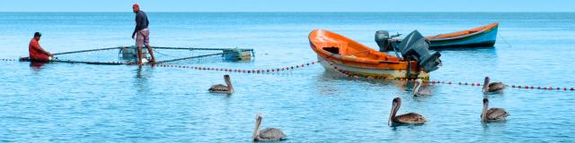 Pelican Fisherman Seine fishing Carbet Martinique