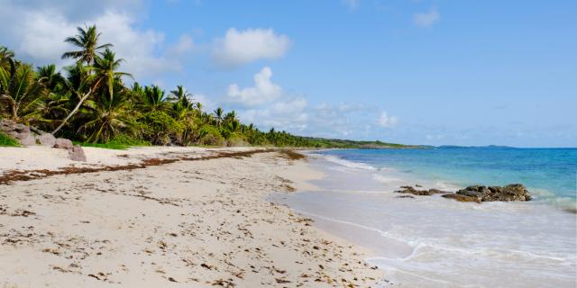 Plage de l'Anse Grosse Roche Traces des caps Vauclin Martinique