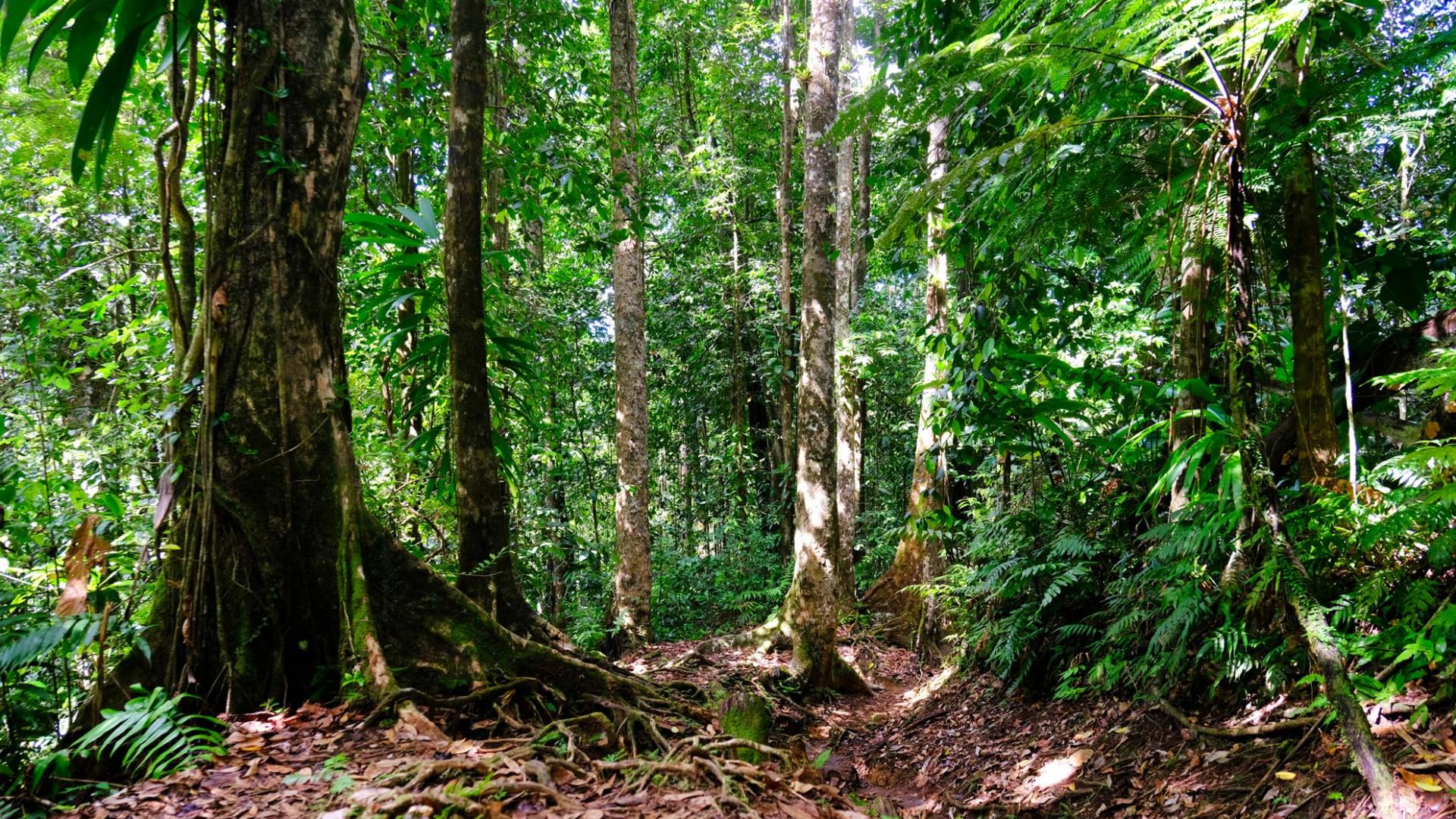 Forêt tropicale Randonnée Trace des Jésuites Morne-Rouge Martinique