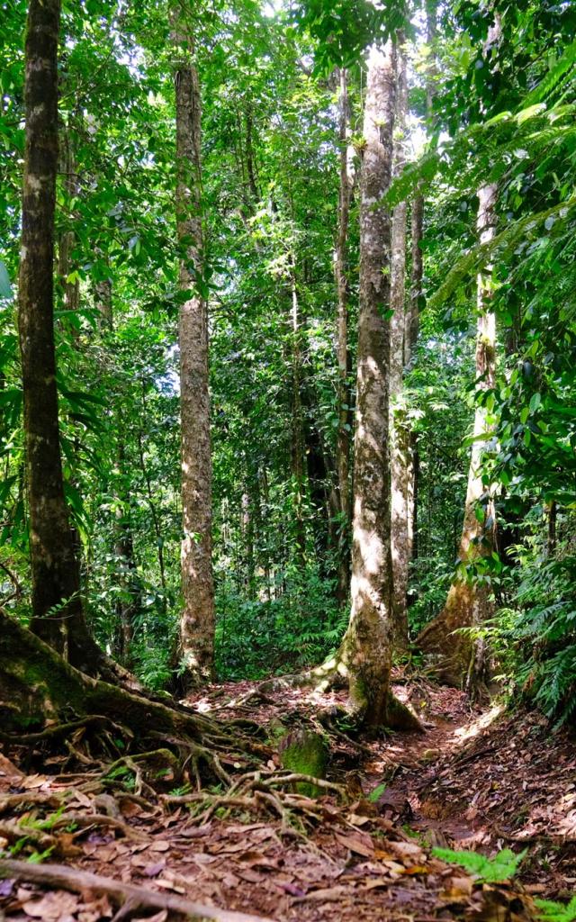 Tropical forest Hiking Trace des Jésuites Morne-Rouge Martinique