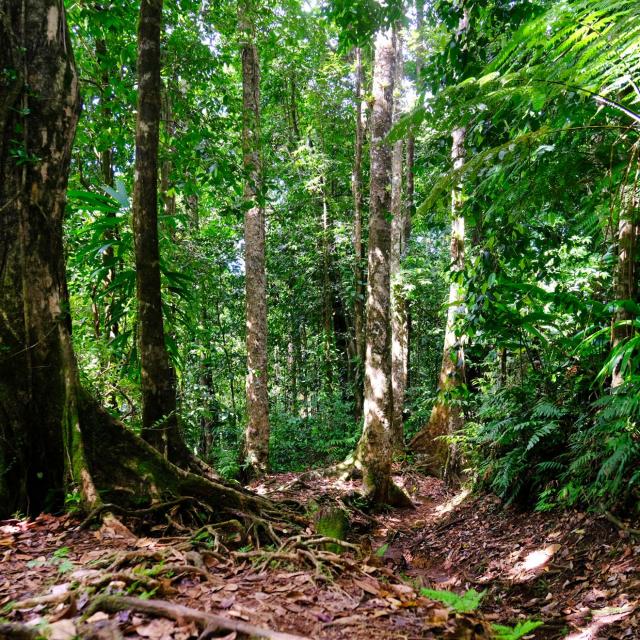 Forêt tropicale Randonnée Trace des Jésuites Morne-Rouge Martinique