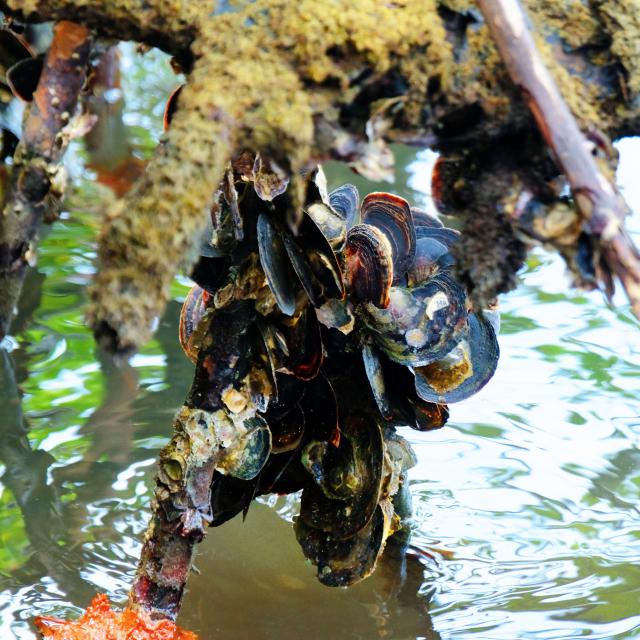 Mangrove oysters Mangrove Robert Martinique