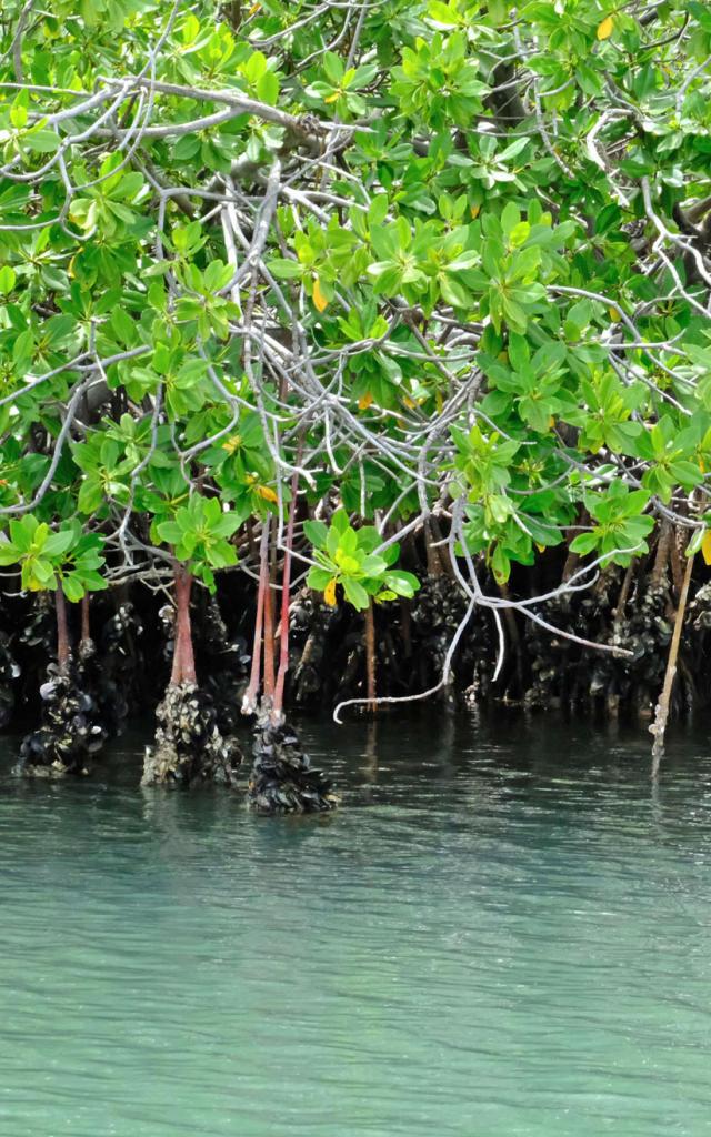 Mangrove oyster Robert Martinique