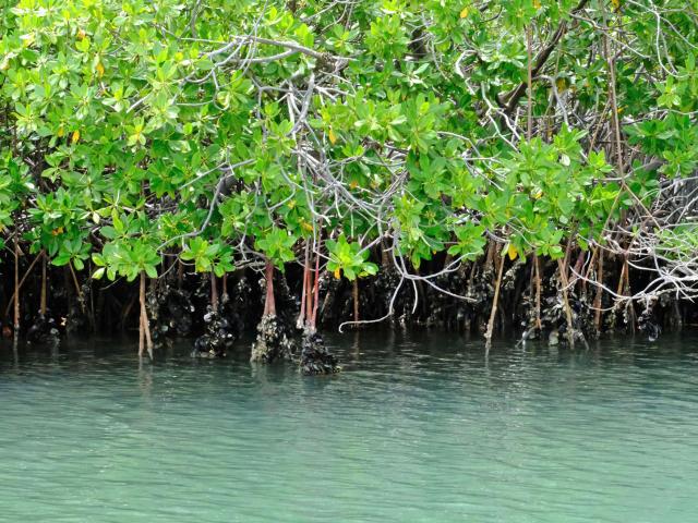 Huitre de palétuvier Mangrove Robert Martinique