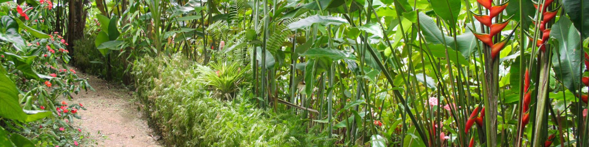 Tropical Garden Martinique