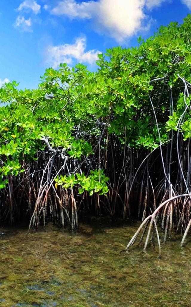 Mangrove Robert MartiniqueMangrove Robert Martinique