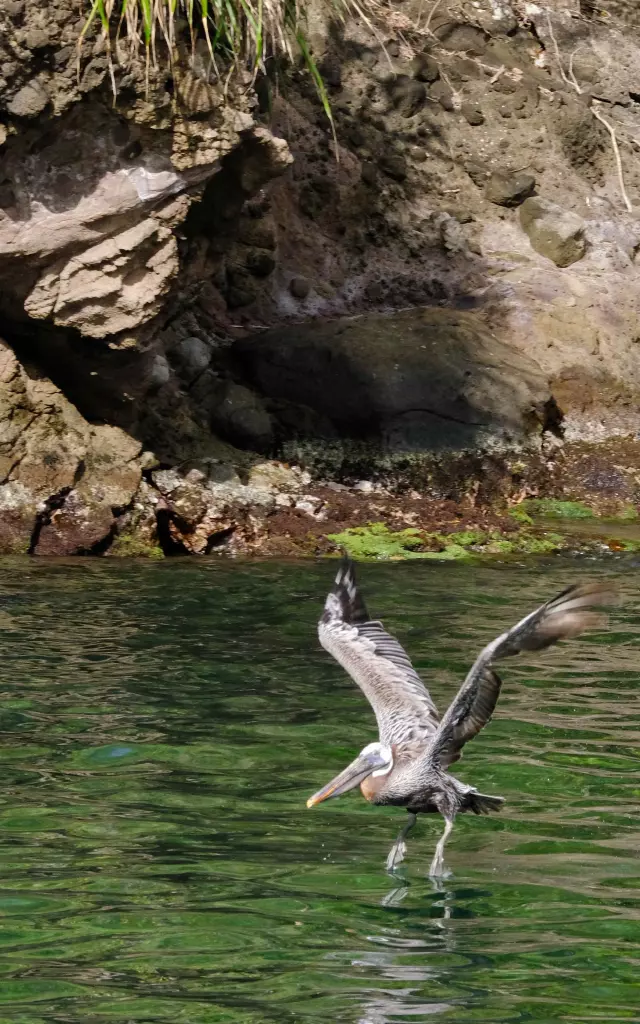 Pelican Anse-Noire Martinique