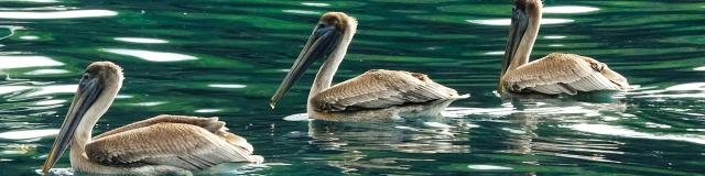 Pelicans Anse-Noire Martinique