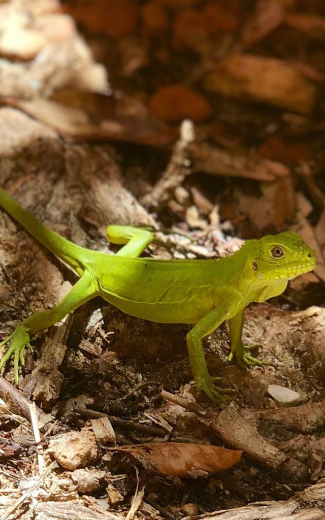 Iguana Îlet Chancel Robert Martinique