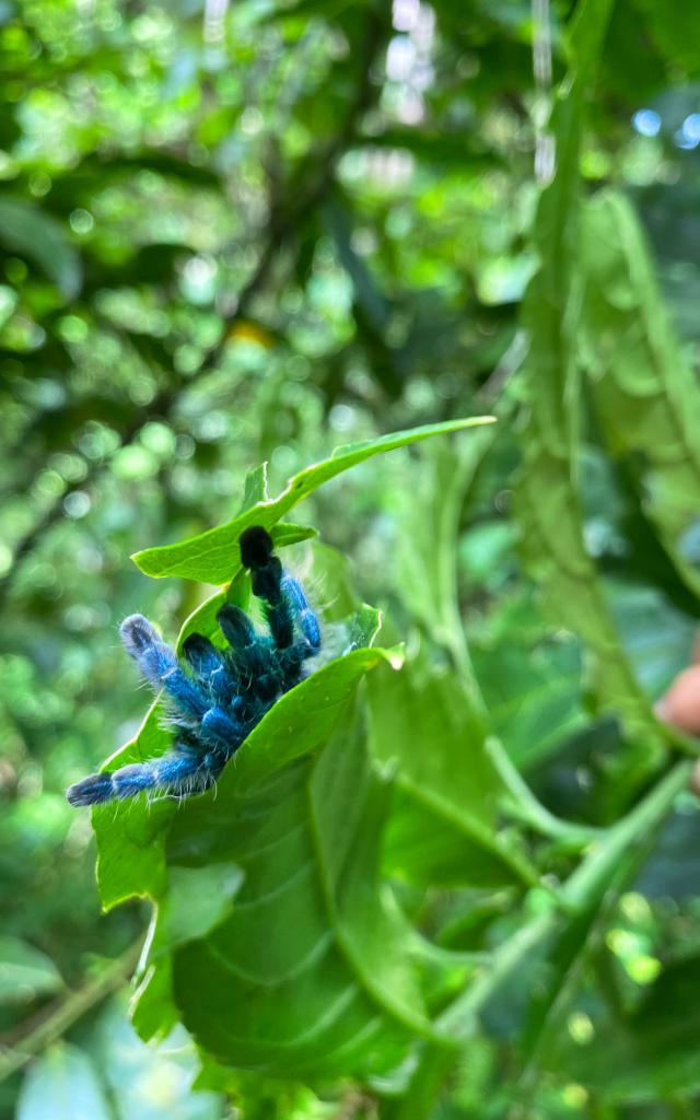 Mygale Matoutou cliff hiking Morne-Vert Martinique