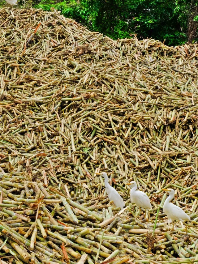 Canne à sucre Héron garde-boeuf Distillerie La Mauny Rivière-Pilote Martinique