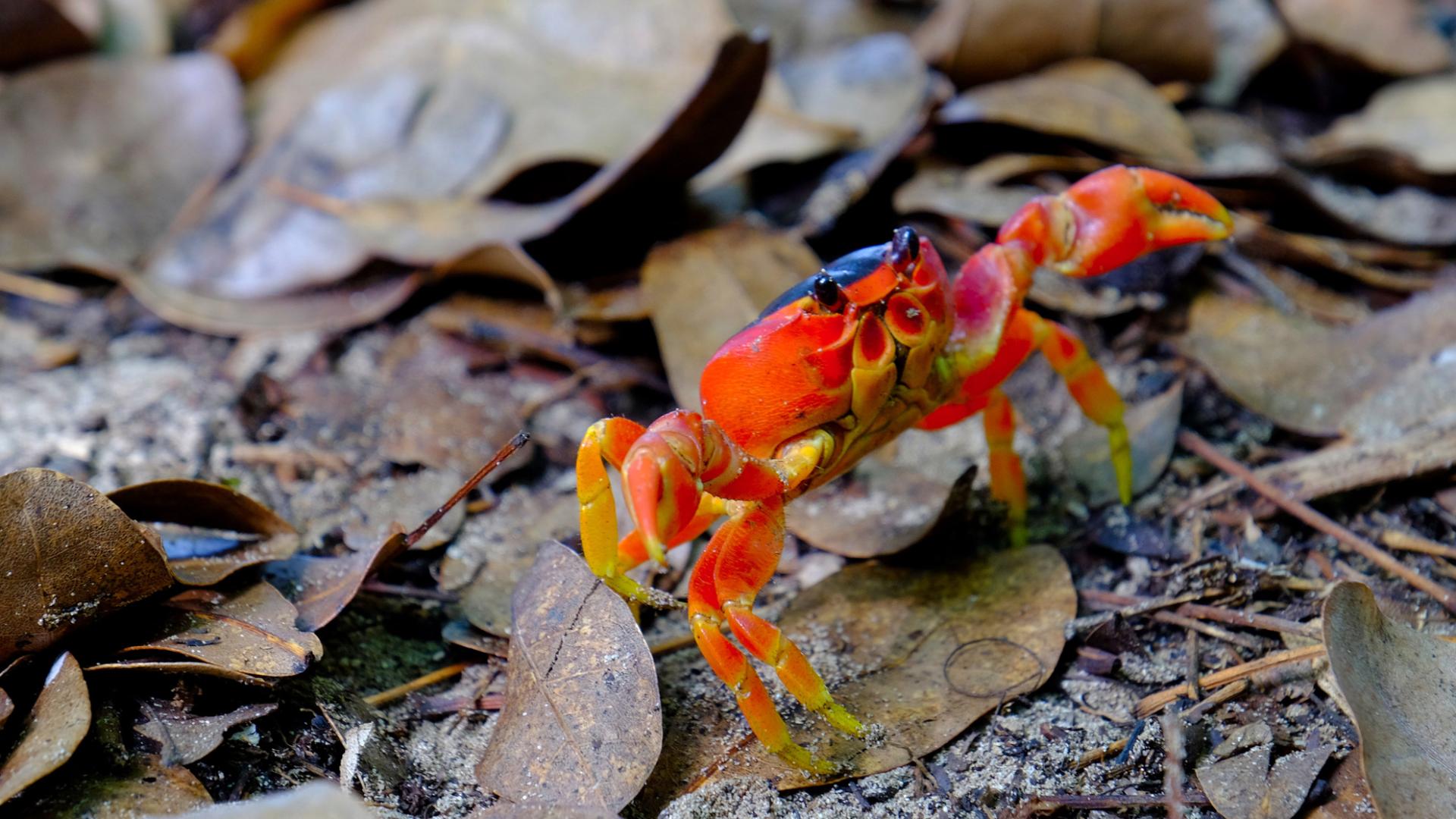 Crabe touloulou Plage des Salines Sainte-Anne Martinique