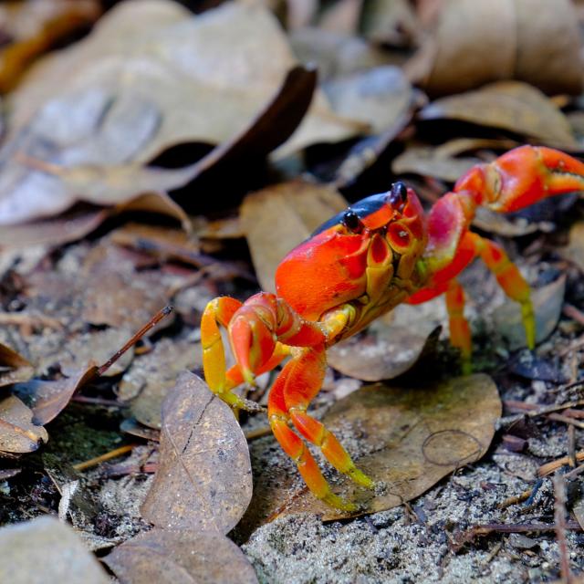 Crabe touloulou Plage des Salines Sainte-Anne Martinique