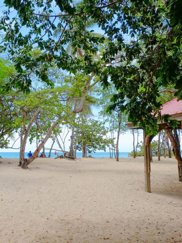 Beach of Anse Desert Sainte-Luce Martinique