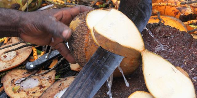 Coconut water Coutelas Coconut Martinique