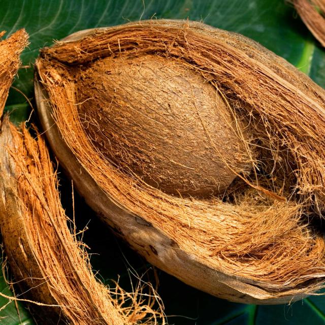 Noix de coco Fibre Martinique