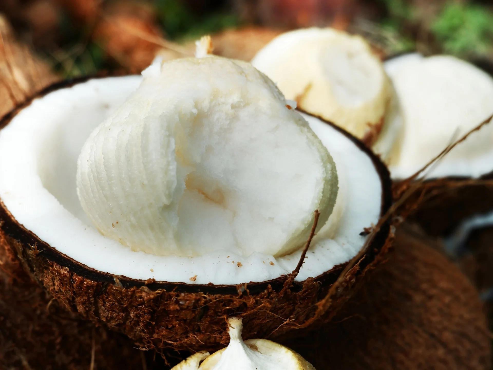 Noix de coco Germe Martinique