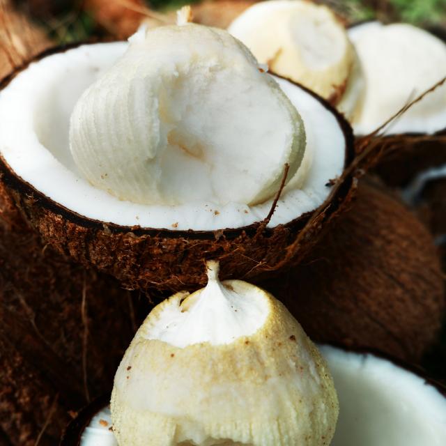 Noix de coco Germe Martinique