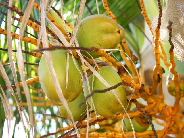 Noix de coco Grappe Cocotier Martinique