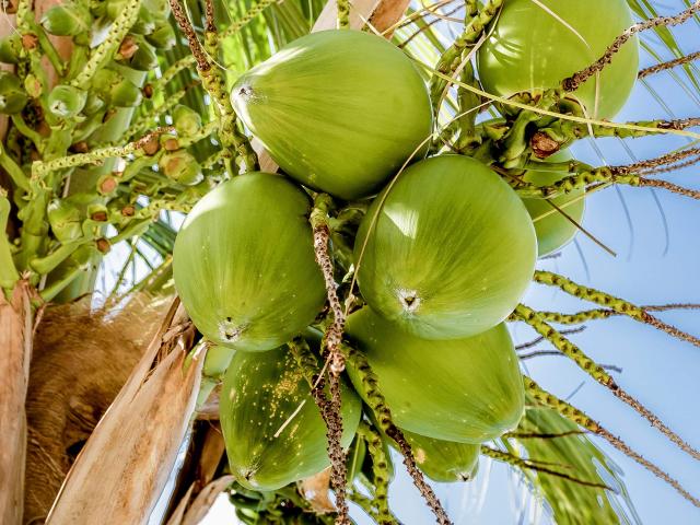 Noix de coco vert Grappe Cocotier Martinique