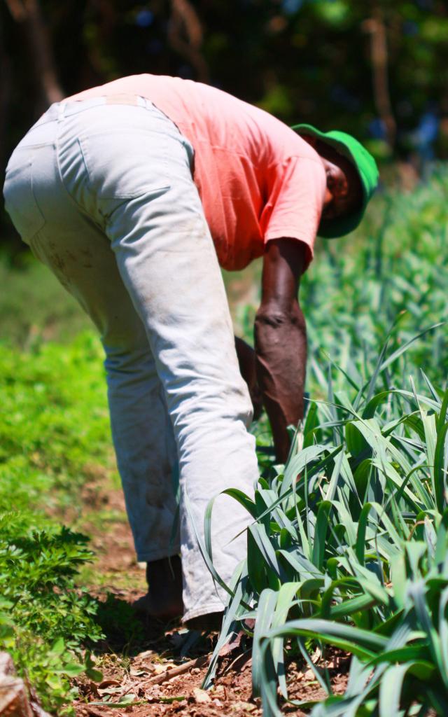 Farmer Platation Tradition Martinique