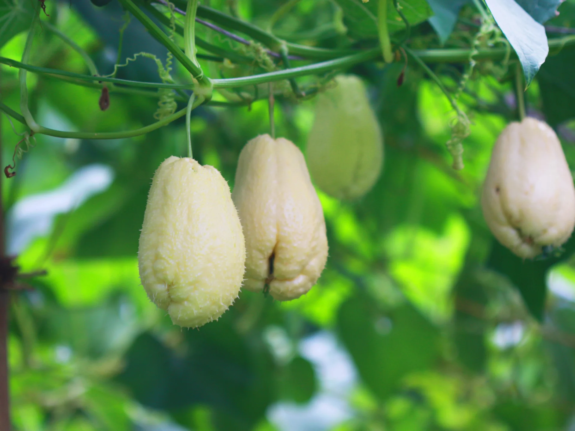 Christophines Légume Martinique