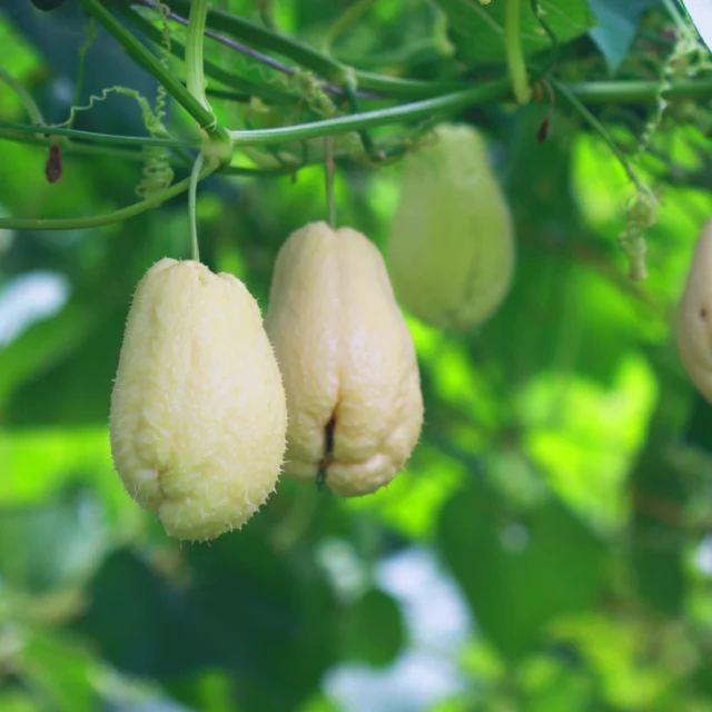 Christophines Légume Martinique