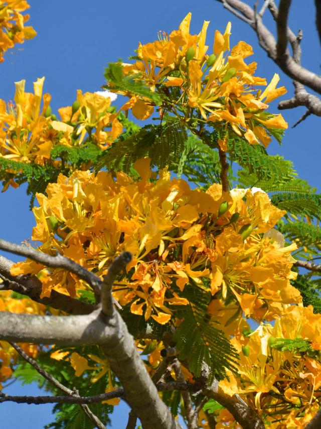 Flamboyant Jaune Fleur Martinique