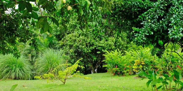 Garden Le Bambou Morne-Rouge Martinique