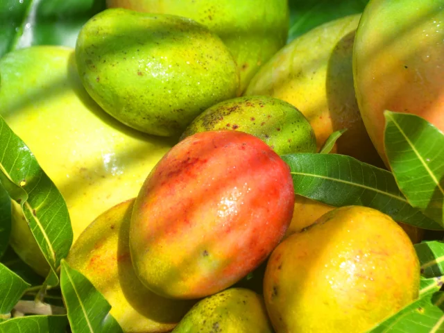 Mangues Mango Fruit Martinique