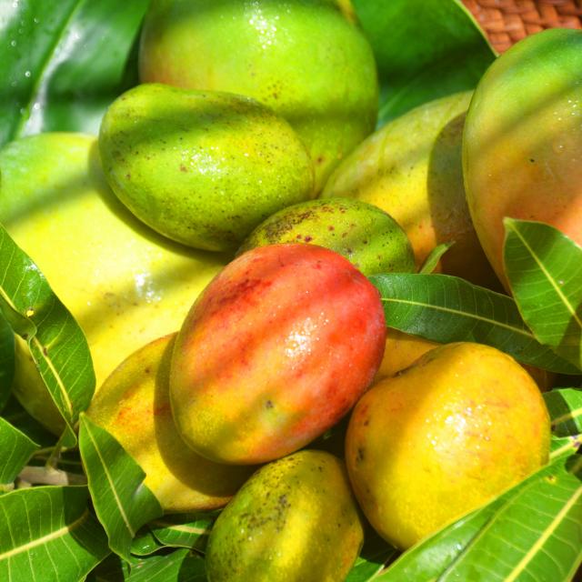 Mangues Mango Fruit Martinique