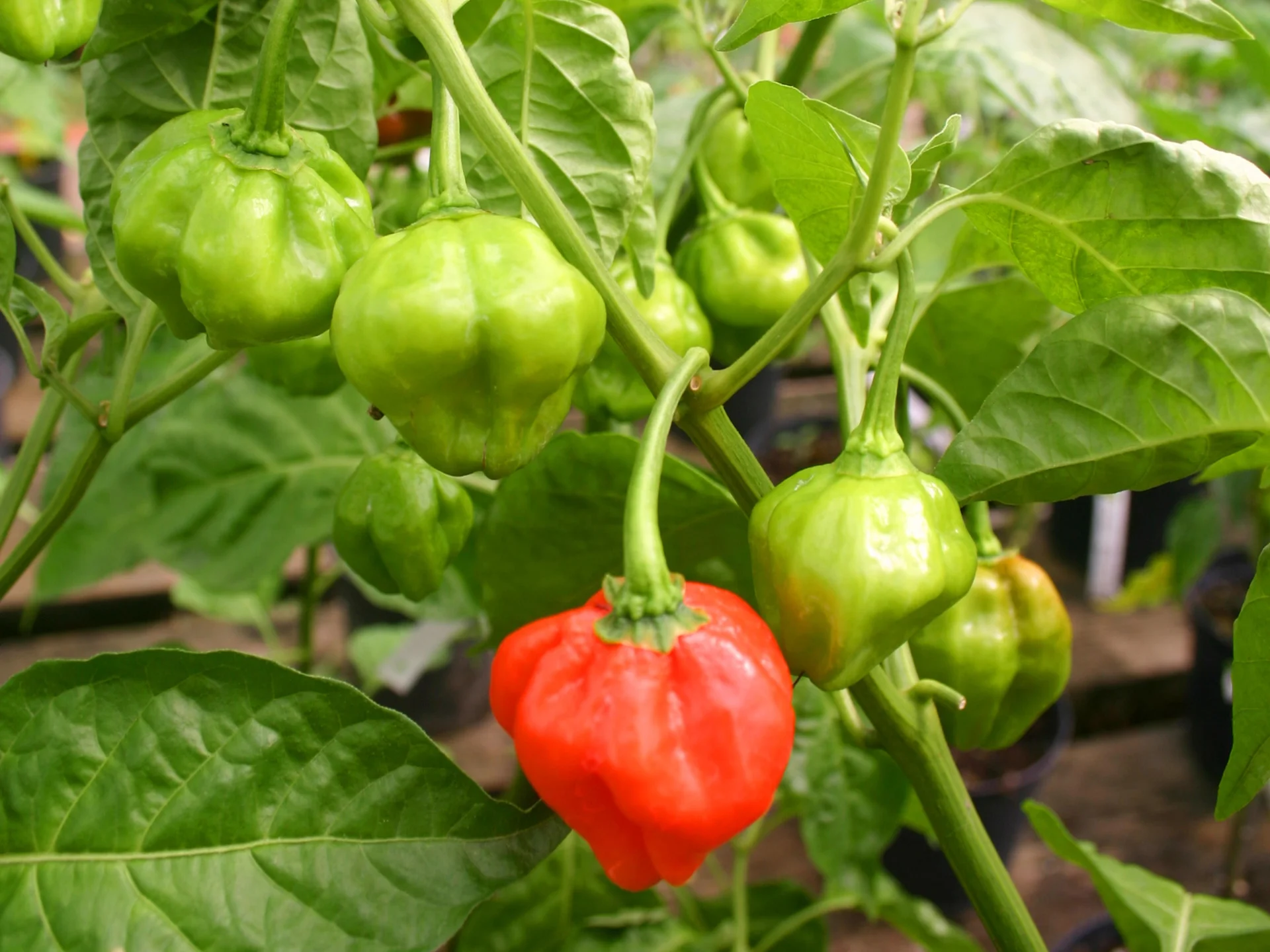 Piments Antilles Épices Bonda manjak Martinique