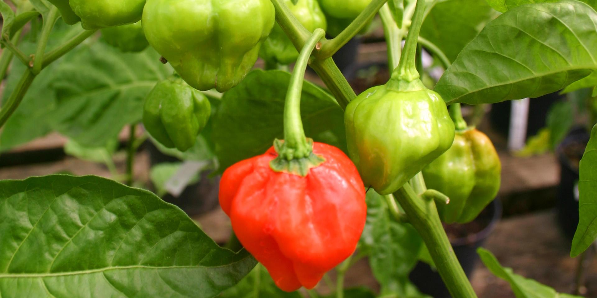 Piments Antilles Épices Bonda manjak Martinique