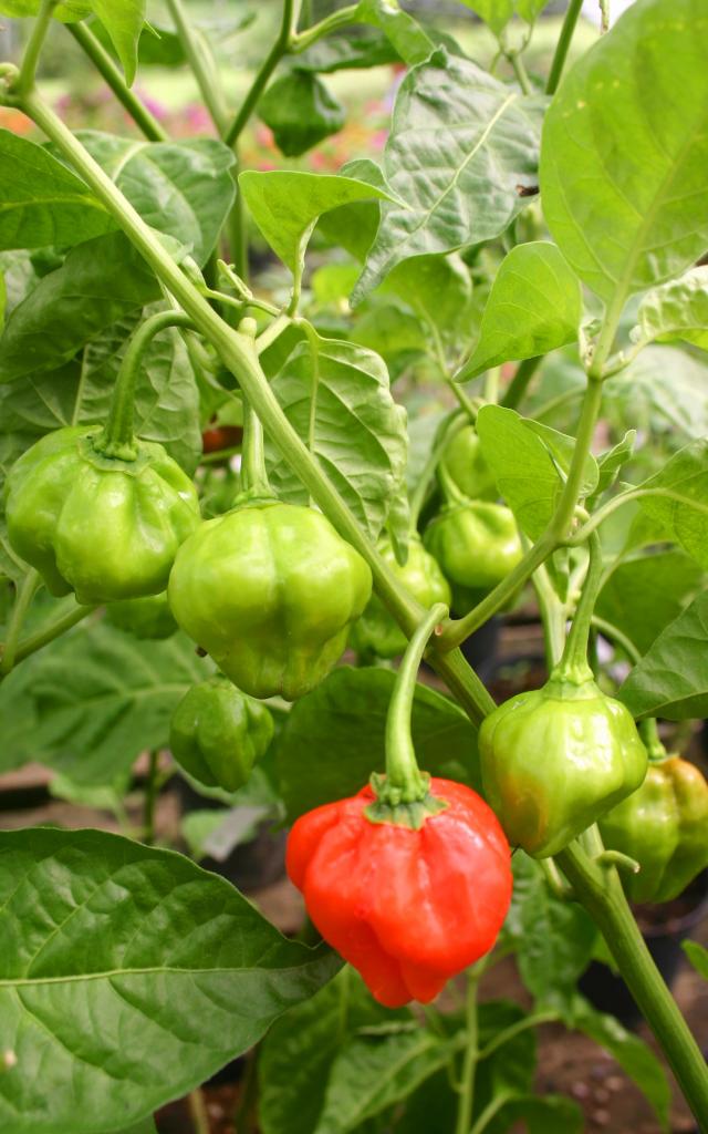 Piments Antilles Épices Bonda manjak Martinique